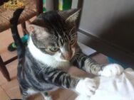 Schmusekater Marques sucht Safe Place - Bad Camberg