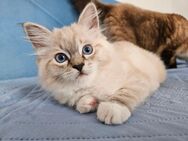 Süsses Ragdoll Kätzchen sucht ab sofort ein neues liebevolles Zuhause - Altötting