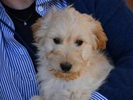 Möchten Sie Cesare adoptieren? - Neuss