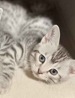 Wunderschöne Bengal-Mix Kitten suchen ein liebevolles Zuhause - Essen