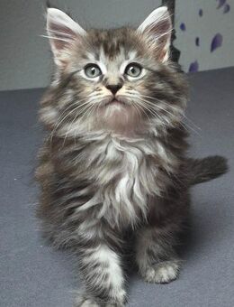 Maine coon Kitten - Daun