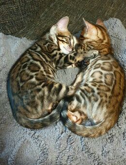 Bengal kitten mit Stammbaum - Ingolstadt