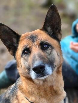 Minerva- ein liebenswerter Goldschatz - Burgstetten