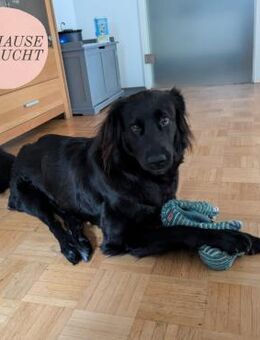 Lebensfrohe RINA sucht ihr forever home - Saarbrücken