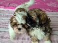 Reinrassige Shih Tzu Welpen in 59174