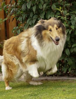 Collie Hündin - Ronneburg Zentrum