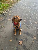 🐾 Freundlicher Mischlingsrüde aus Griechenland sucht liebevolles Zuhause in 21640