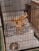 Trixie sucht ein Zuhause in 46562