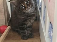 Katzenbabys - Salzgitter
