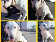 Vanilla Labrador Mischling Hündin sucht - Margetshöchheim