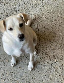 Bluna braucht ein neues Zuhause - Blankenheim (Nordrhein-Westfalen)