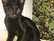 Naomi aus dem Tierschutz - Grevenbroich
