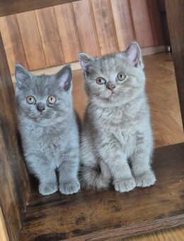 BKH Kitten - Amberg