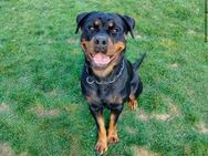Liebe Rottweiler Hündin - Würzburg