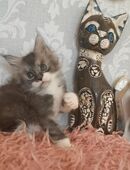 Goldiges Maine Coon Mädchen Clara mit Stammbaum sucht... in 36399