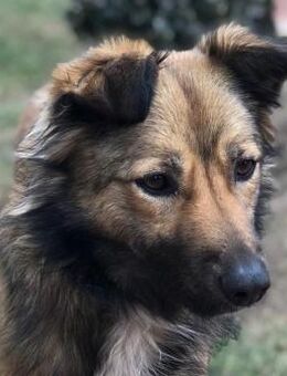 Lassie - DRINGEND! - Lenzen (Elbe) Zentrum