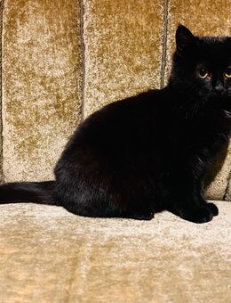 Schwarzer Kater Kitten EKH Hauskatze - Wismar