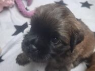 Shitzu Mops Mix Welpe - Kamen