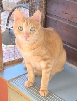 Liebevoller Honey sucht Dich! - Walluf