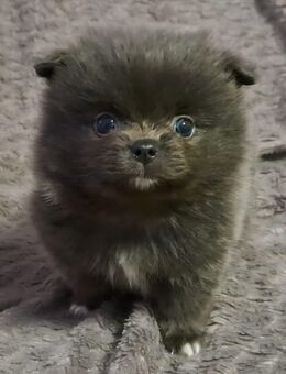 Pomeranian-PomChi Boys 75%Pom - Ballenstedt