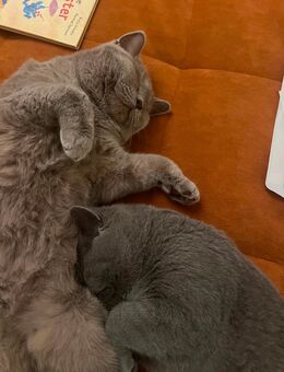 9 Monate alte, sehr liebe BKH Schwestern abzugeben - Falkensee