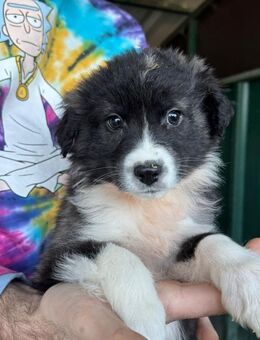 Mobby freundlicher Knirps - Schlitz