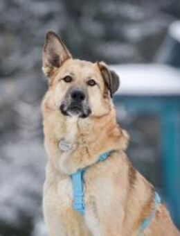 Freundlicher Anton sucht sein Zuhause - Duisburg