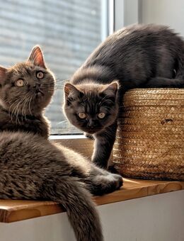Britisch Kurzhaar Kitten in seltener Farbe Schoko - Kutzleben
