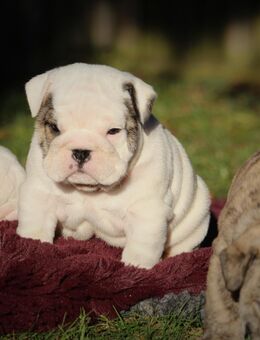 Englische bulldoggen welpen - Eisenberg (Thüringen)