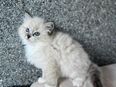 Reinrassige Ragdoll kitten in 75339