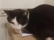Tabby (Kater) sucht neues Zuhause - Ibbenbüren