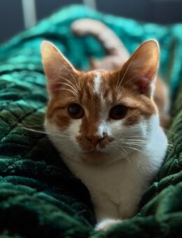 Kleiner Kater mit besonderer Zeichnung - Gelsenkirchen