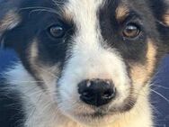 Nolan liebt Spielen 🐾 - Elsdorf (Nordrhein-Westfalen)