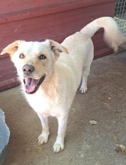 Anni bezaubernde Hündin zum Verlieben - Obertshausen