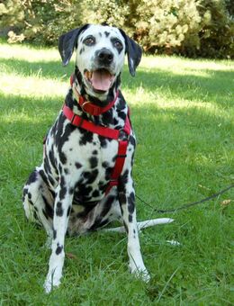 Josy Da - Dalmatiner - 11 Jahre - Tierhilfe Franken e.V. - Lauf (Pegnitz) Zentrum