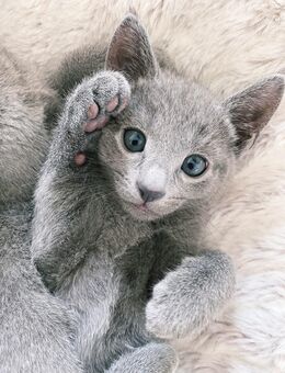 Reinrassige Russisch Blau Kitten mit Stammbaum - 1 frei - Schleitheim