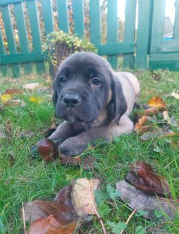 Deutsche Dogge x Herdenschutzhund Welpen - Escheburg