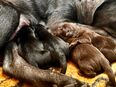 Labrador Retriever Welpen Schoko und schwarz reinrassig in 83355