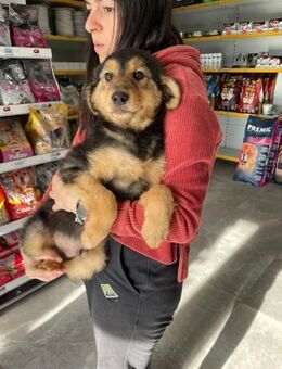 💙Butz💙 sucht seine Familie💙 - Freilassing