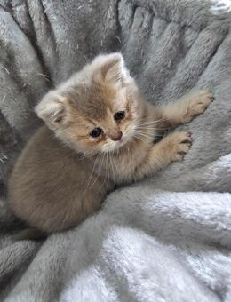 BkH kürhaar Kitten weibchen - Schwalmtal (Nordrhein-Westfalen)