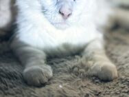 Tolles Maine Coon Kitten in weiß mit einem blauen und einem gelben Auge (odd eyed) - Ratekau