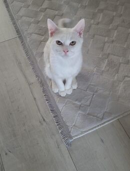 Kater sucht ein neues Zuhause - Düsseldorf