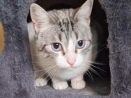 Liebe, zutrauliche Katze Pool - Karlsruhe