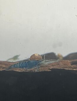 Blue Dream Garnele - Neocaridina davidi - Sulingen Zentrum