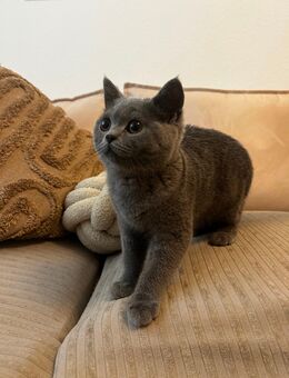 Britisch Kurzhaar Kitten sucht liebevolles Zuhause - Essen