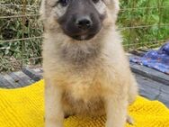Suki 💗 Süßes + liebes Hundemädchen! - Hamburg