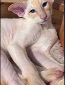 Luca Siamkater in 57319