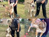 Soziales Hundemädchen ANOUK sucht ‼️♥️ - München