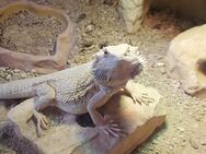Bartagame männlich - Haselünne
