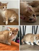 Orangenes Kätzchen Kitten Katze weiblich in 49577